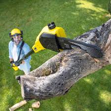 Tree and Shrub Care in Lake Wales, FL