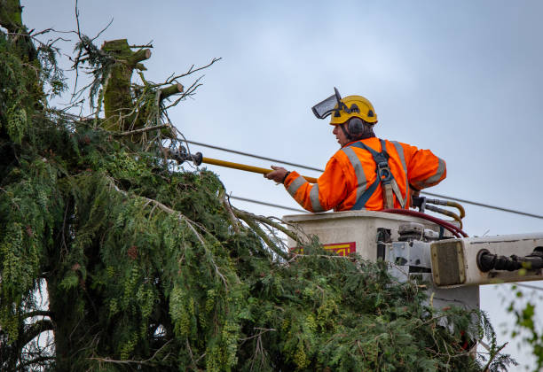 Best Tree Risk Assessment  in Lake Wales, FL