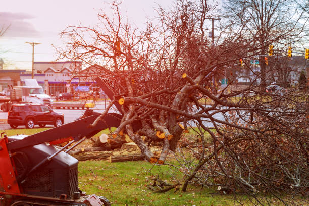 How Our Tree Care Process Works  in  Lake Wales, FL