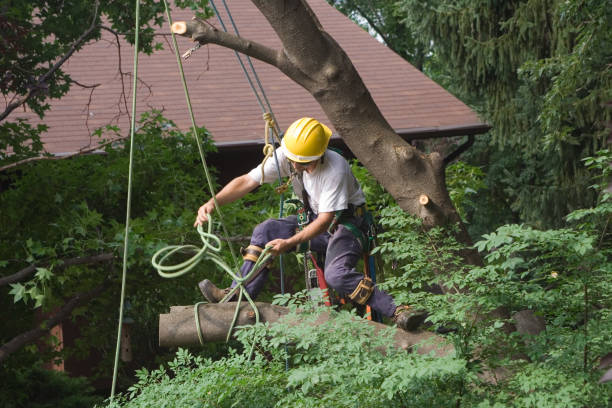 Best Tree Removal  in Lake Wales, FL