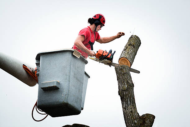 Best Arborist Consultation Services  in Lake Wales, FL