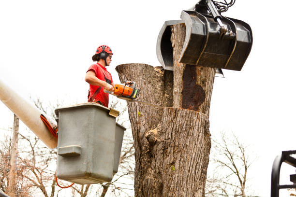 Best Storm Damage Tree Cleanup  in Lake Wales, FL