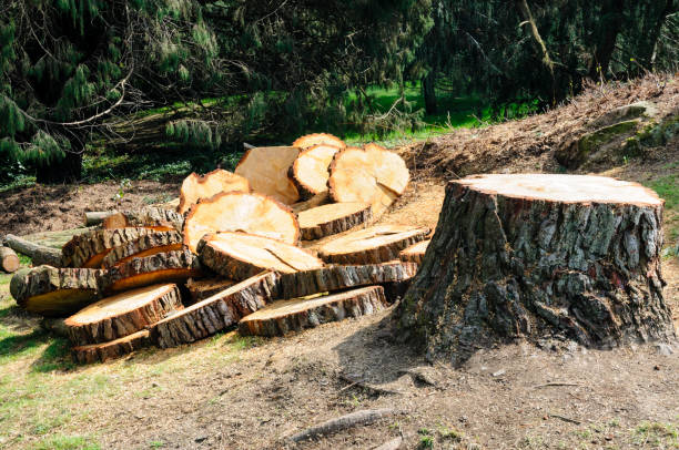 Professional Tree Care in Lake Wales, FL